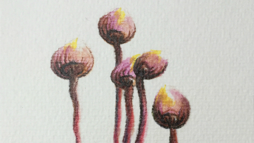 Fungi #2 © KirstenKKester.com | Kirsten K. Kester