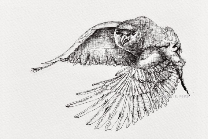 Serie: Riv Ravn Ruskende © KirstenKKester.com | Kirsten K. Kester