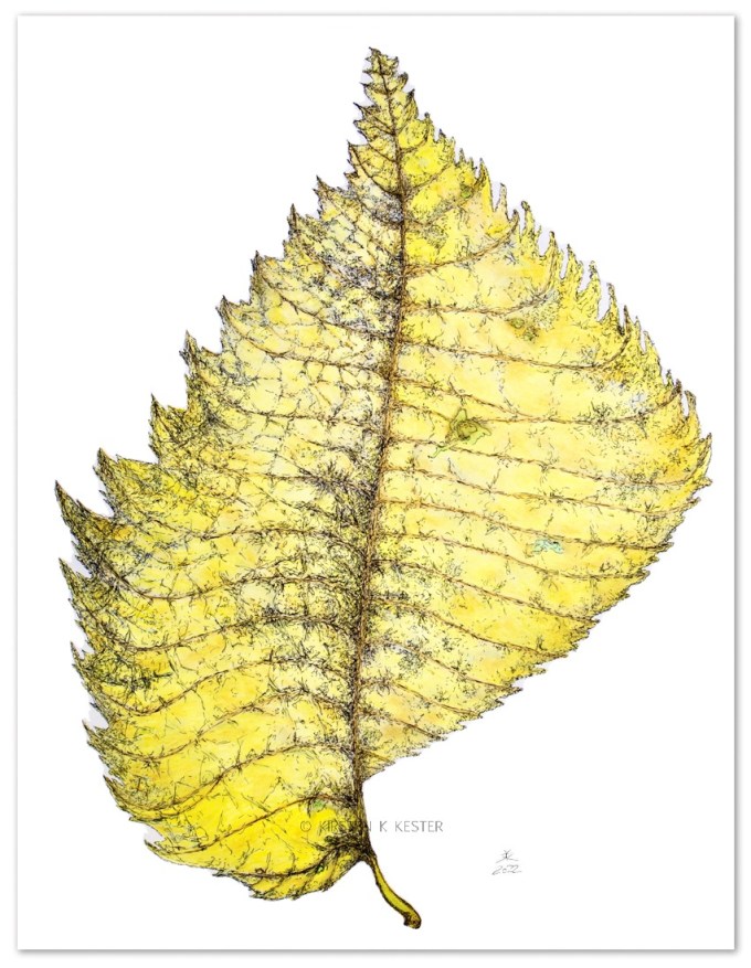 Elm © KirstenKKester.com | Kirsten K. Kester