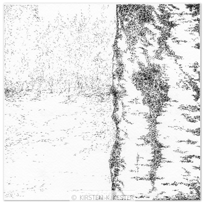 Birk med gran © KirstenKKester.com | Kirsten K. Kester