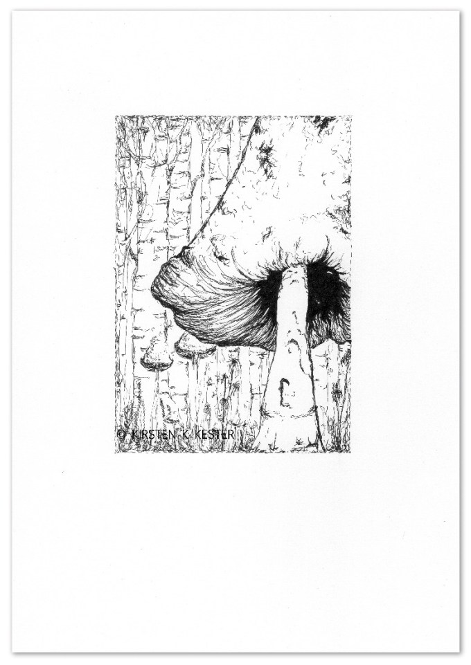 Stor parykhat (Coprinus comatus) © KirstenKKester.com | Kirsten K. Kester