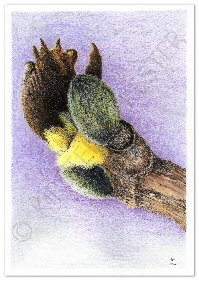 Ny kastanje © KirstenKKester.com | Kirsten K. Kester