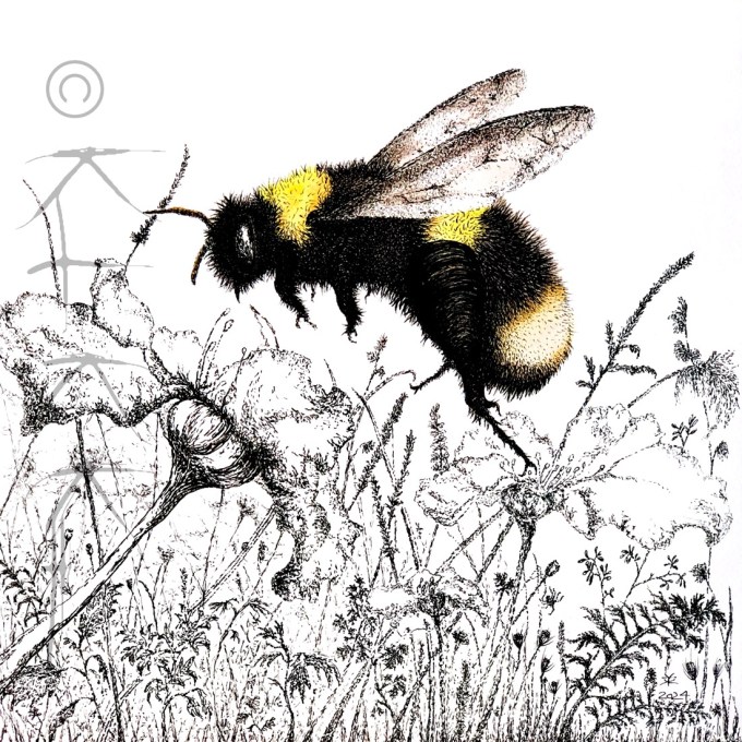 Brumbassen, 2024 © KirstenKKester.com | Kirsten K. Kester